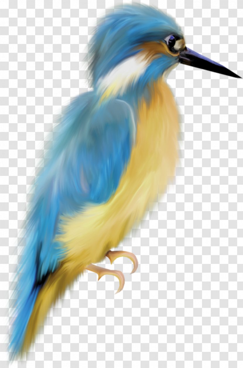 Bird European Robin Watercolor Painting Art - Bluebird - Birds Transparent PNG