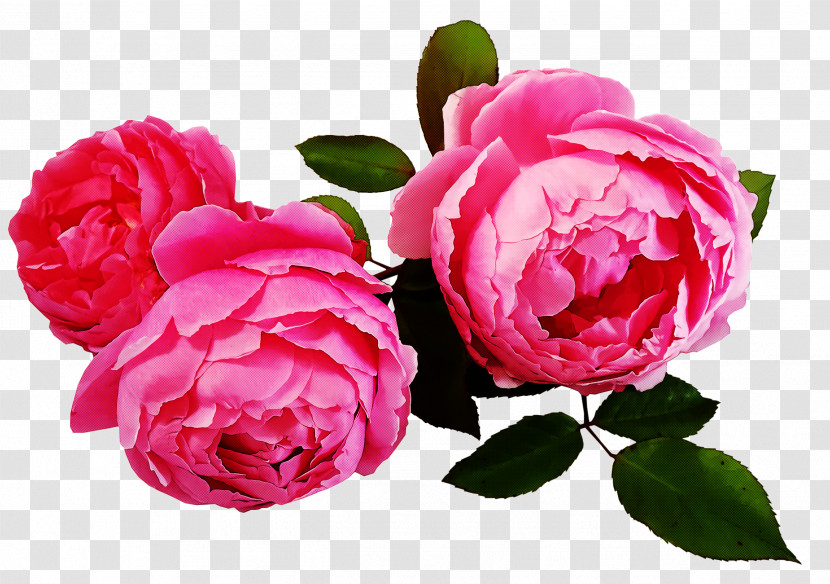 Garden Roses Transparent PNG