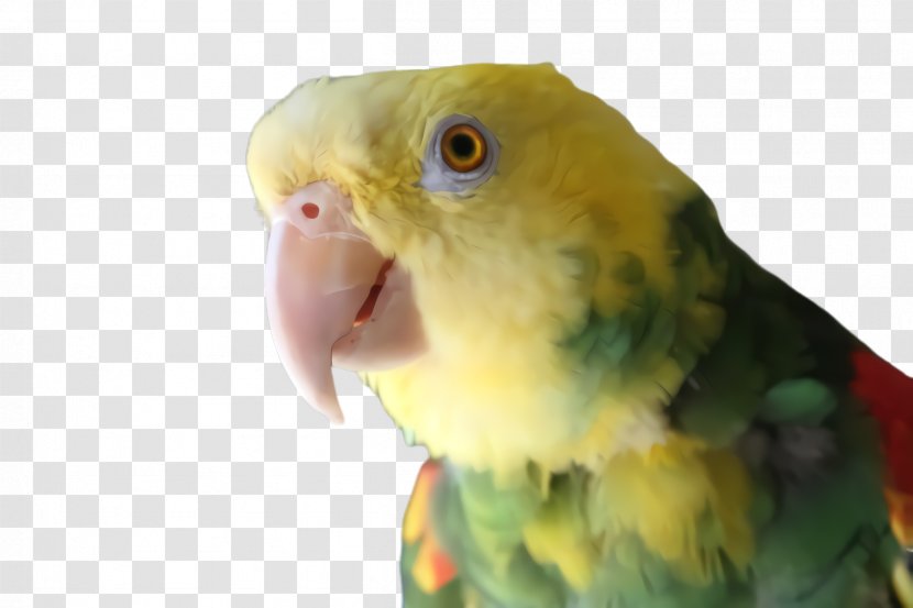 Colorful Background - Parakeet - Cockatoo Adaptation Transparent PNG