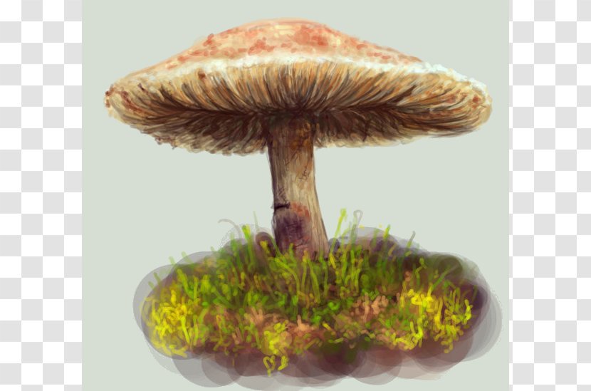 Fungus Edible Mushroom Medicinal Fungi Medicine Transparent PNG