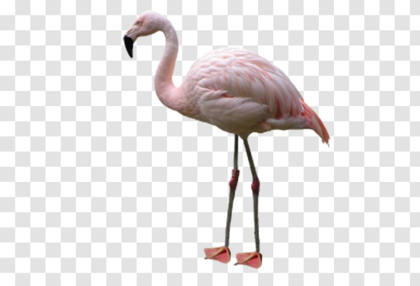 Bird Phoenicopteridae Flamingo - Pale Pink Flamingos Transparent PNG
