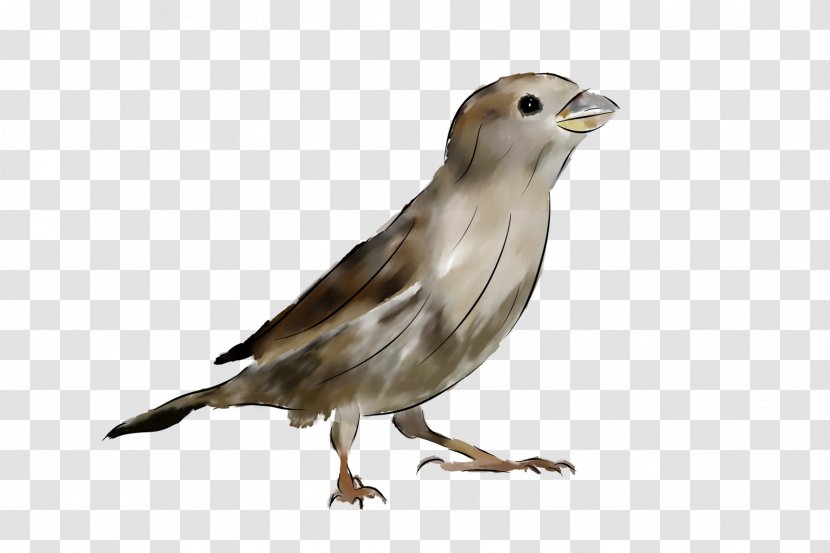 House Sparrow Bird Stock Photography Royalty-free Transparent PNG
