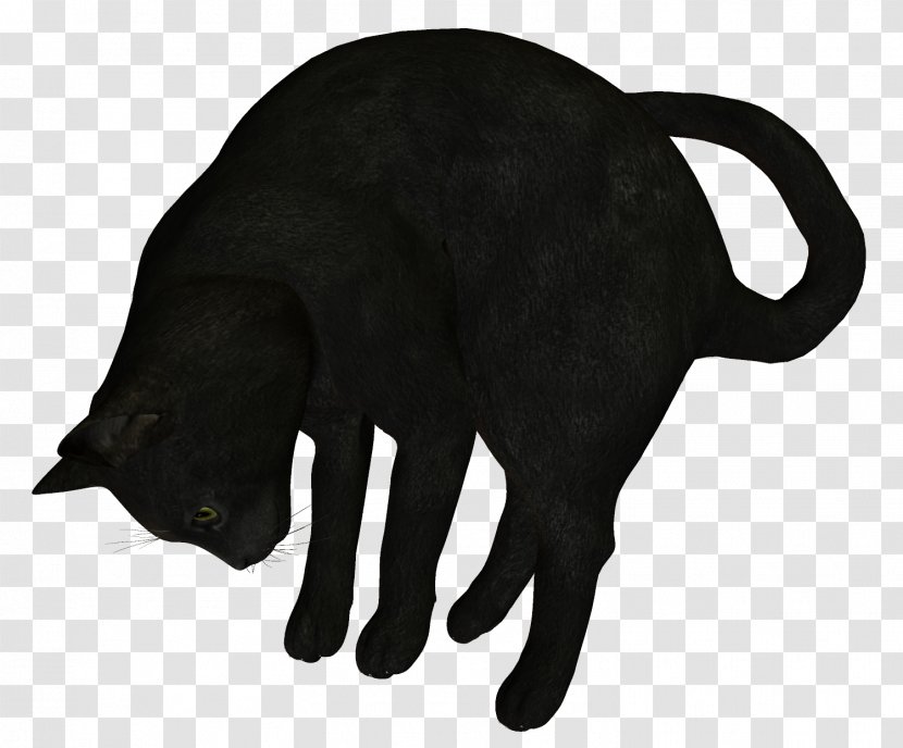 Black Cat Whiskers Transparent PNG