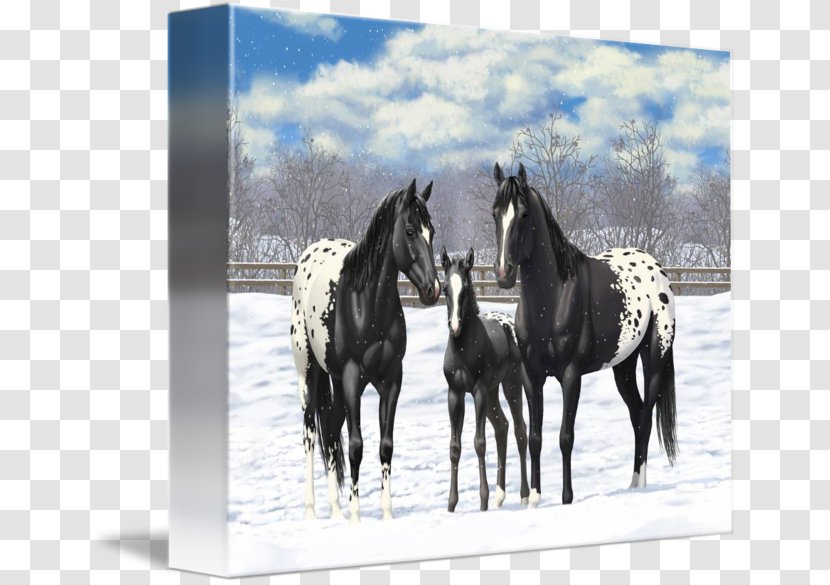 Stallion Appaloosa American Paint Horse Quarter Mustang - Livestock Transparent PNG