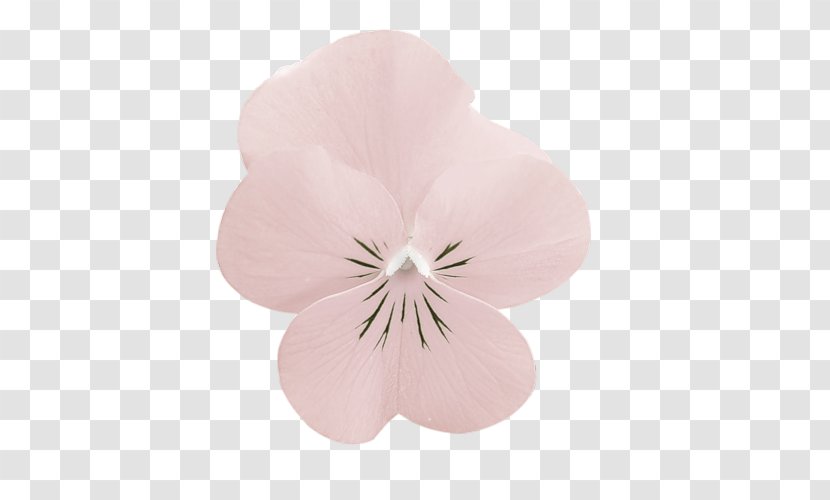 Pansy Moth Orchids Pink M - Flowering Plant - Nenuphar Transparent PNG