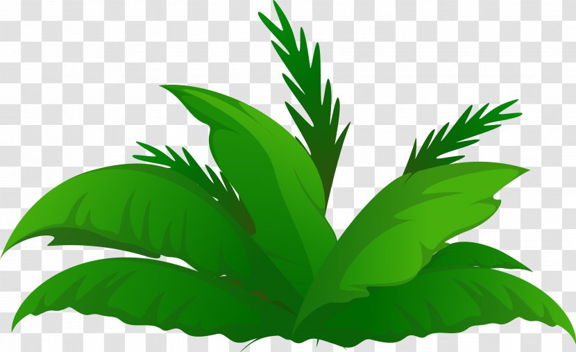 Arecaceae Date Palm Tree Clip Art - Coconut - Plants Transparent PNG