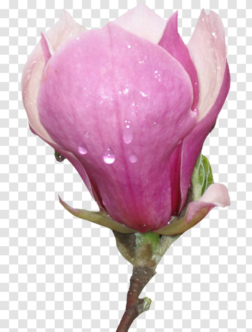 Garden Roses Flower - Plant Stem Transparent PNG