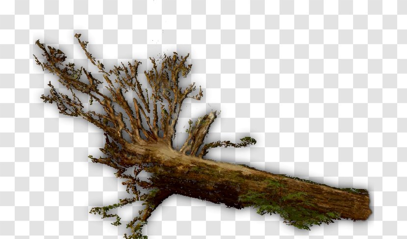 Twig Wood Trunk Tree Branch - Root - Log Transparent PNG