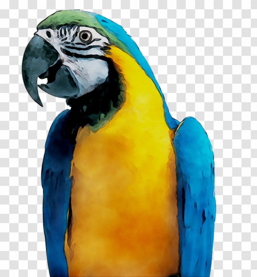 Macaw Parakeet Feather Pet Beak - Bird - Parrot Transparent PNG