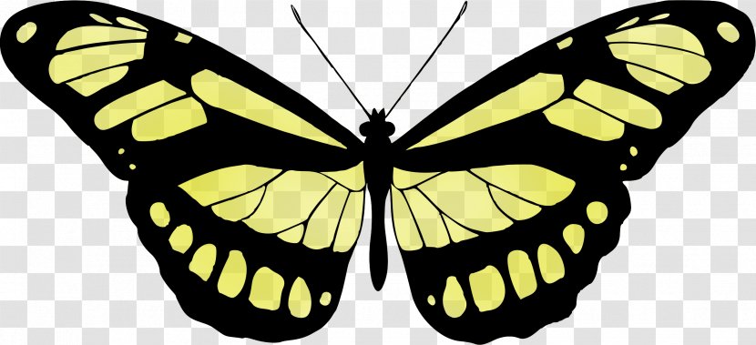 Monarch Butterfly Papilio Ulysses Printmaking Clip Art - Arthropod Transparent PNG