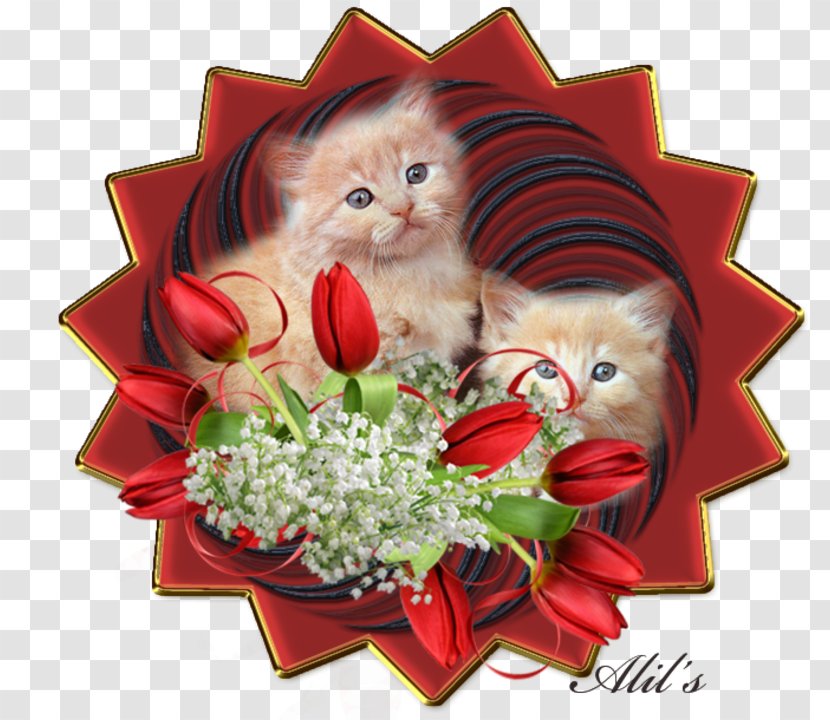 Kitten Cat Whiskers Animation - Photography Transparent PNG