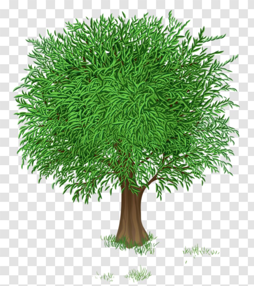 Tree Spring Clip Art - Herb - Transparent Transparent PNG