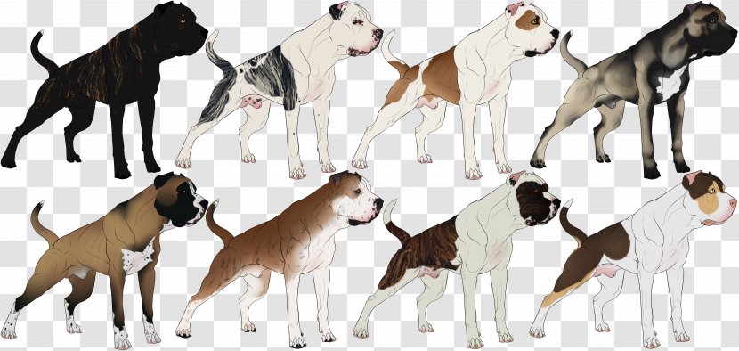 Dog Breed Bandog Whippet Italian Greyhound - Bull Terrier Transparent PNG