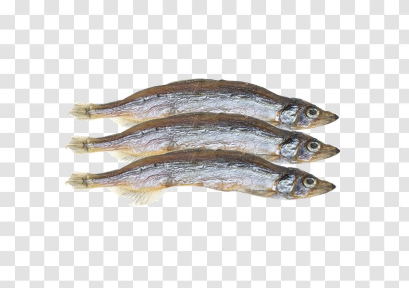 Pacific Saury Capelin Fish Shishamo Herring - Anchovy Transparent PNG