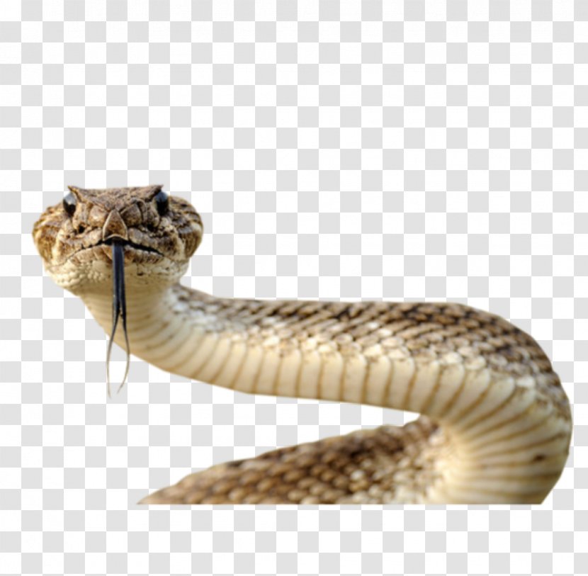 Snake Clip Art - Rattlesnake Transparent PNG