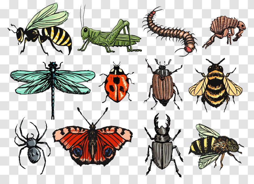 Insect Drawing Illustration - Membrane Winged - Painted Insects Transparent PNG