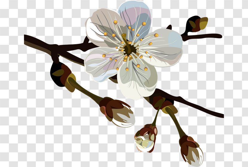 Cherry Blossom - Cut Flowers Transparent PNG
