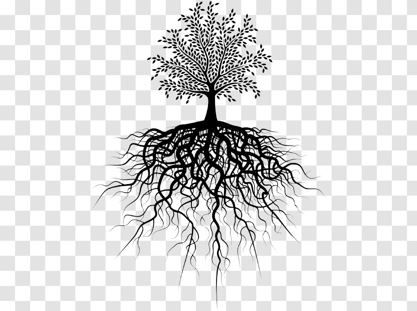 Root Tree Royalty-free - Plant Transparent PNG