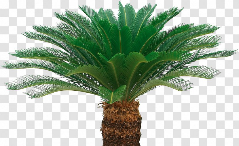 Ornamental Plant Benih Sago Palm Oil Palms Crop - Tree - Look Transparent PNG
