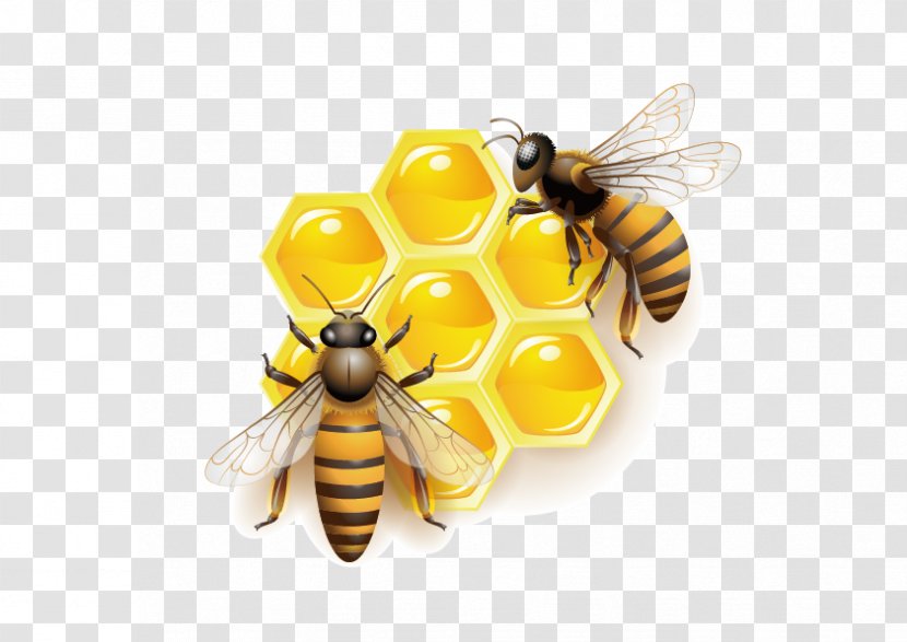 Honey Bee Clip Art - Hornet - Vector Transparent PNG