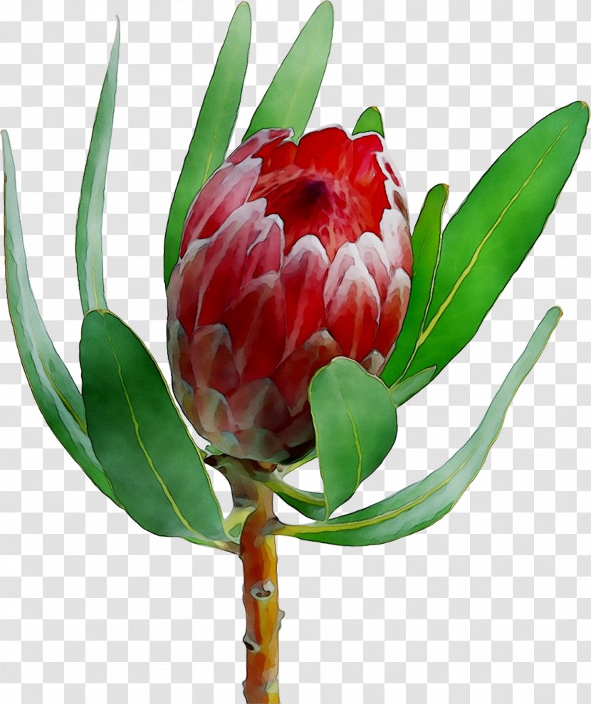 Sugarbushes Floristry Cut Flowers Tulip Peony Transparent PNG