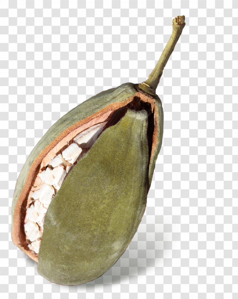 Commodity Fruit - Boabab Transparent PNG