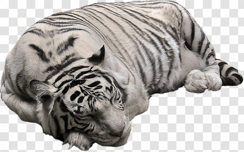 Cat White Tiger Bengal Clip Art - Whiskers Transparent PNG