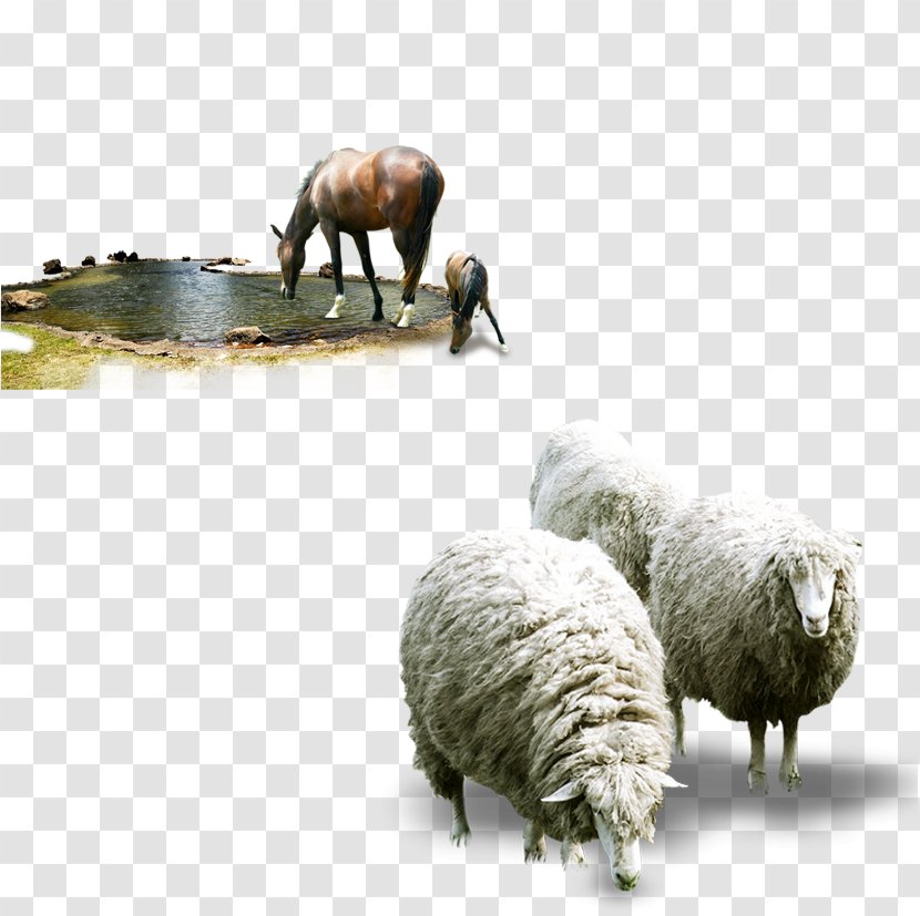 Sheep Beef Cattle Xilingol League Fodder - Animal Husbandry - Creative + Horse Transparent PNG