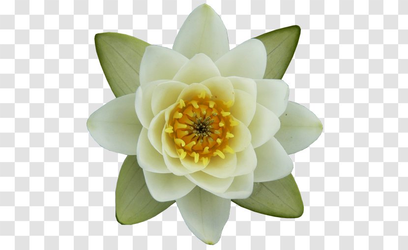 Nelumbo Nucifera Nymphaea Alba Egyptian Lotus Drawing Flower - Flowering Plant - Floral Pattern Material Line Of Flowers Transparent PNG