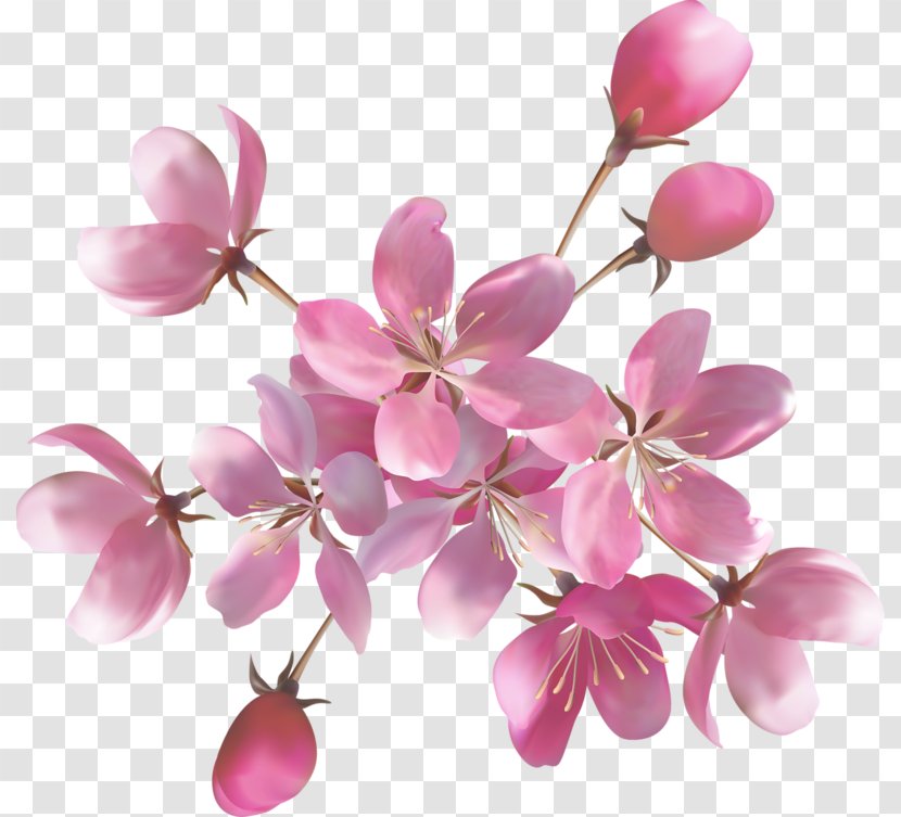 Pink Flowers Rose Desktop Wallpaper - Flowering Plant - Flower Transparent PNG