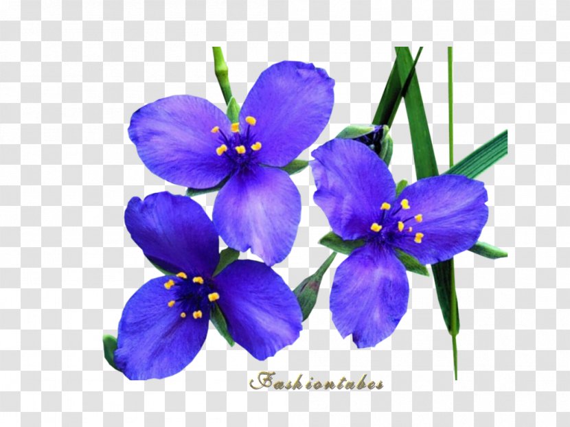 Fond Blanc Flower Petal Album Violet - Flowering Plant - Corset Transparent PNG