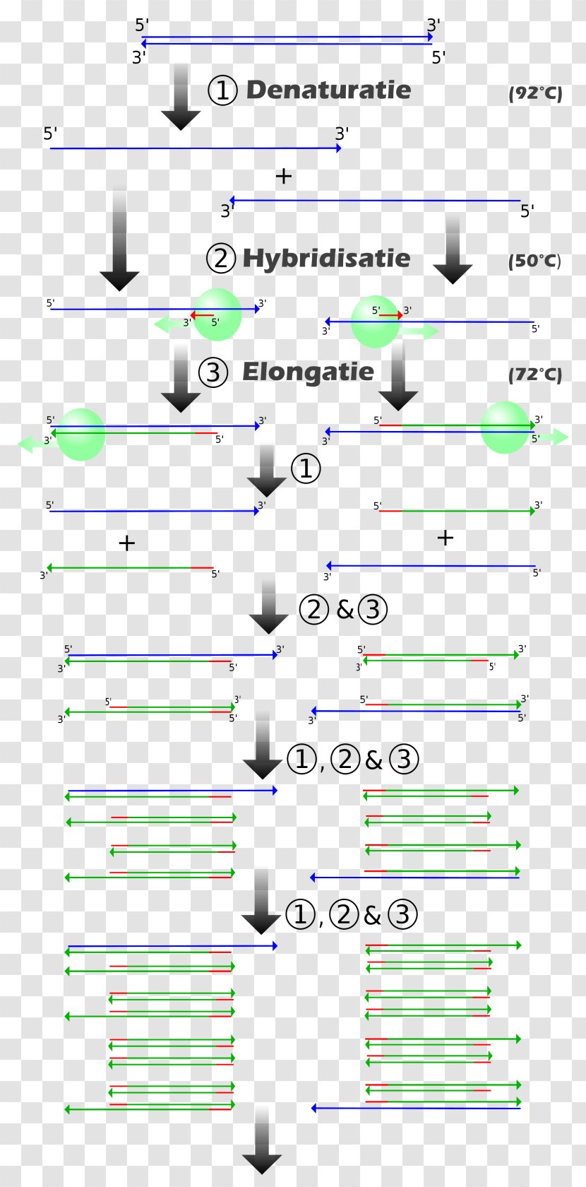 Real-time Polymerase Chain Reaction ENCODE Genetics - Realtime Transparent PNG