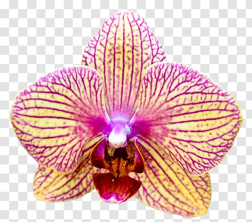 Moth Orchids Cattleya Plants Flower - Cut Flowers - Opening Up Transparent PNG