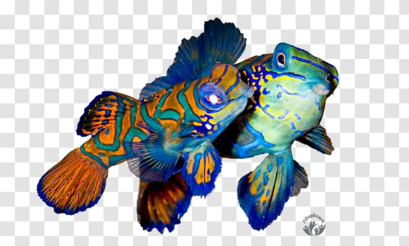 Cobalt Blue Mandarinfish Marine Biology Tropical Fish - Organism Transparent PNG