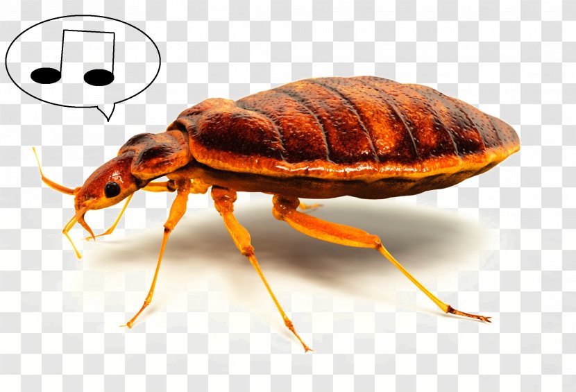 Insect Bed Bug Bite The Bed-bug Pest Control Transparent PNG