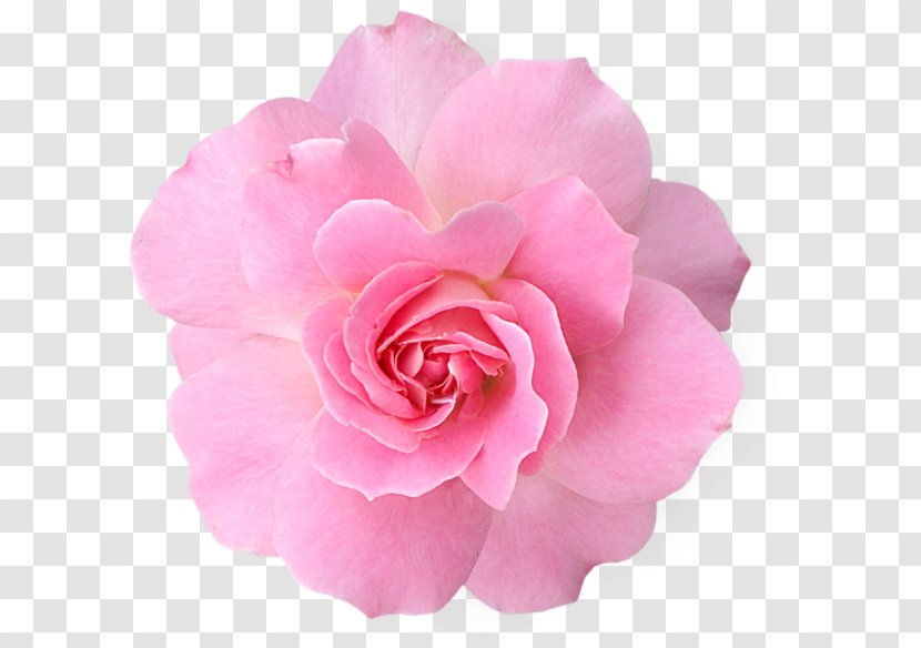 Pink Flowers Rose Clip Art - Floribunda Transparent PNG
