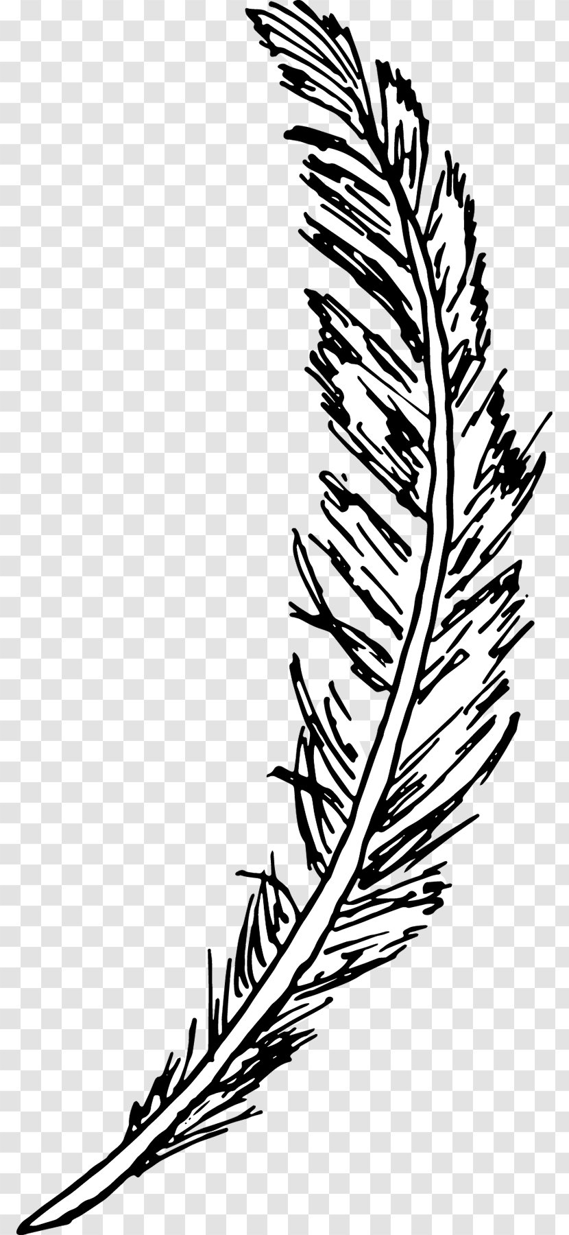 Line Art Drawing Feather Bird Sketchbook - Flora - Falling Feathers Transparent PNG