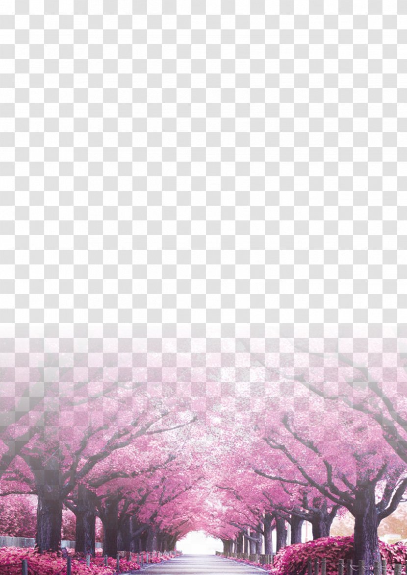 Tree Cherry Blossom Trunk - Pink - Background Transparent PNG