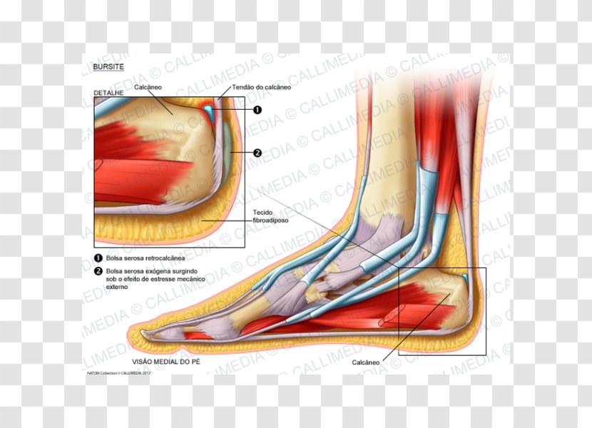Muscle Foot Bursitis Synovial Bursa Knee - Watercolor - Fore Effect Transparent PNG