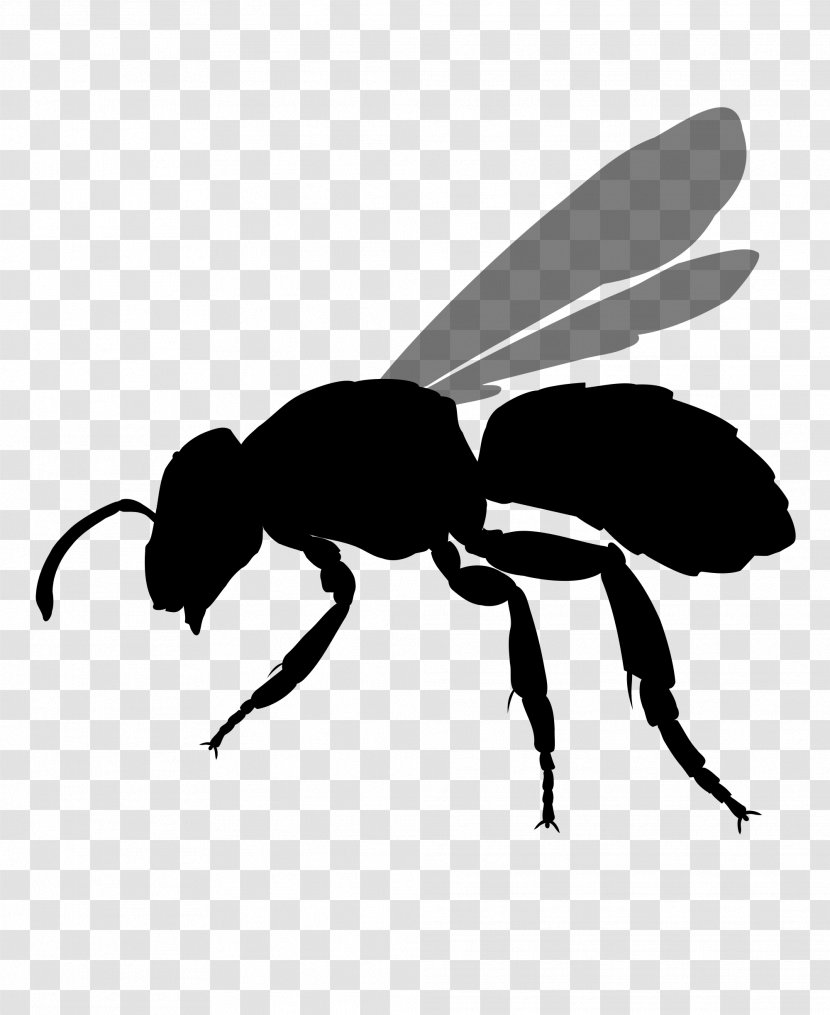 Bee Hornet Clip Art - Photography - Insect Map Transparent PNG