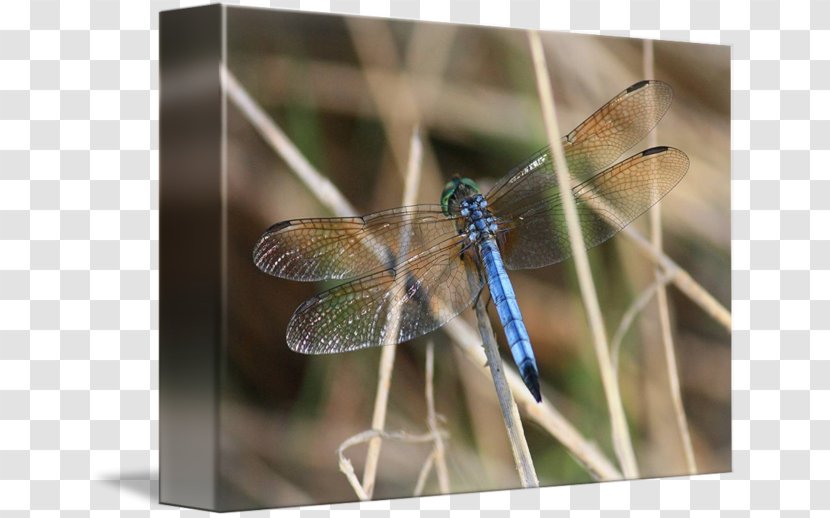 Dragonfly Stock Photography - Arthropod Transparent PNG