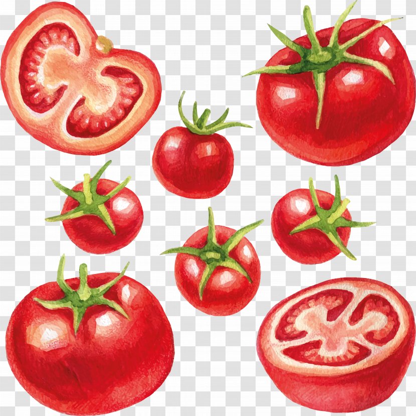 Vegetable Illustration Fruit Image Royalty-free - Potato And Tomato Genus Transparent PNG