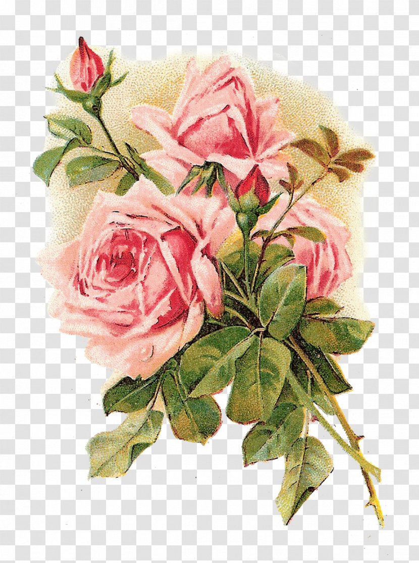 Rose Vintage Clothing Flower Pink Shabby Chic - Floristry - Background Transparent PNG