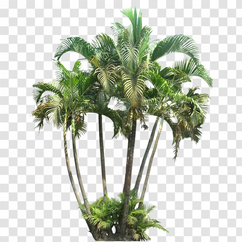 Palm Trees Houseplant Subtropics Plants - Agathis Dammara Transparent PNG