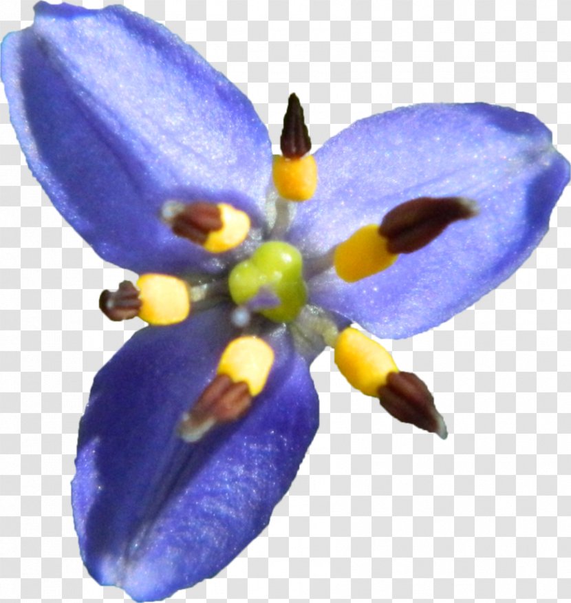 Violet Family Violaceae Transparent PNG