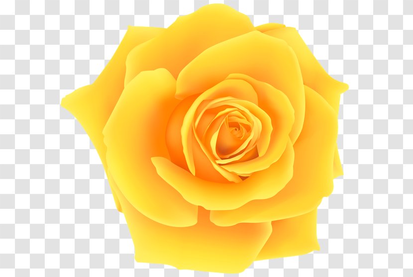 Yellow Clip Art - Garden Roses - Rose Transparent PNG