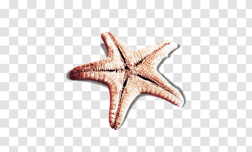Starfish - Animation - Black Star Pictures Transparent PNG