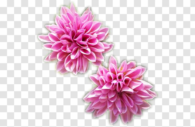 Flower Graphics Software Love - Flor Transparent PNG