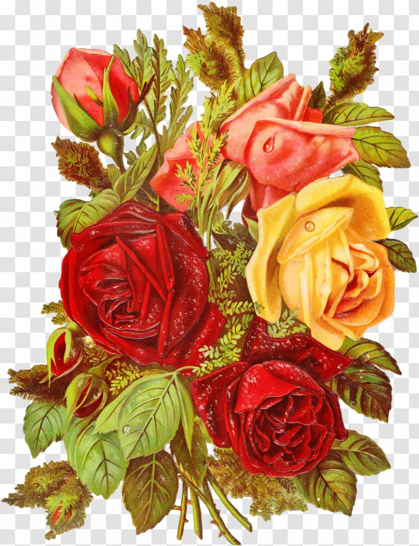 Garden Roses Cabbage Rose Floral Design Cut Flowers - Rosa Centifolia - Flower Transparent PNG