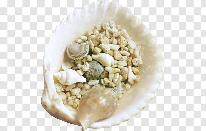 Seashell Mollusc Shell Clip Art - Commodity - Seashells Transparent PNG